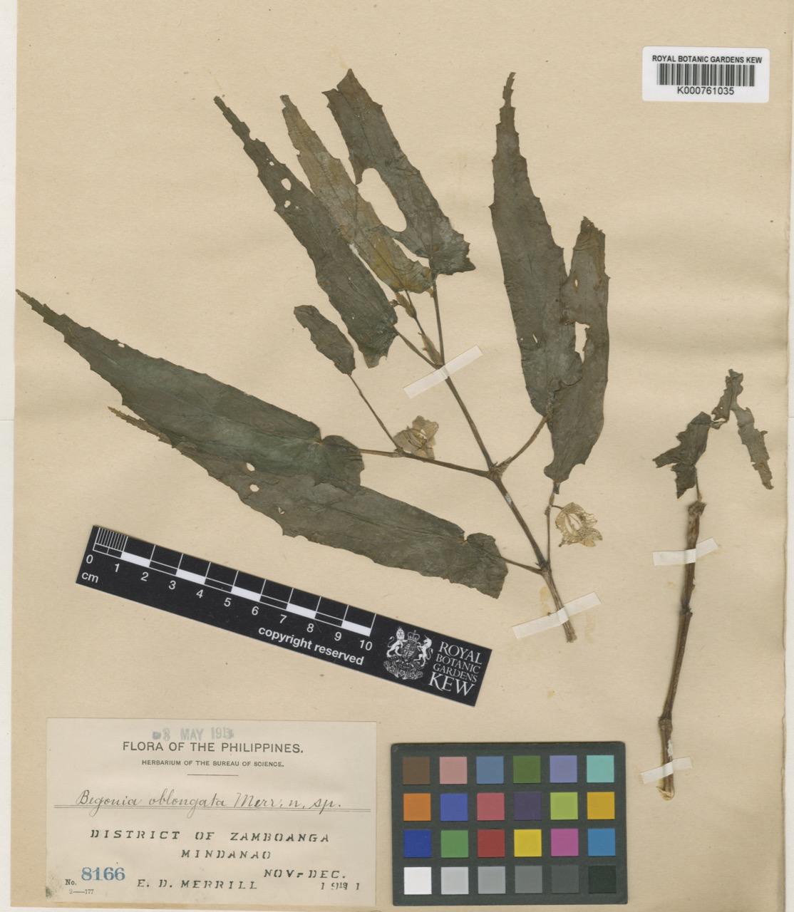 B. oblongata